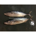 Fresh IQF Frozen Seafood Bonito Fish